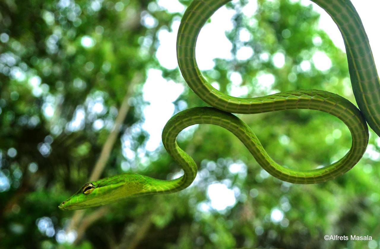 Tangkoko Ranger Homestay Bitung Eksteriør billede