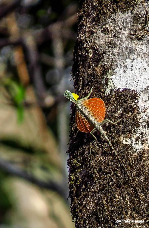 Tangkoko Ranger Homestay Bitung Eksteriør billede
