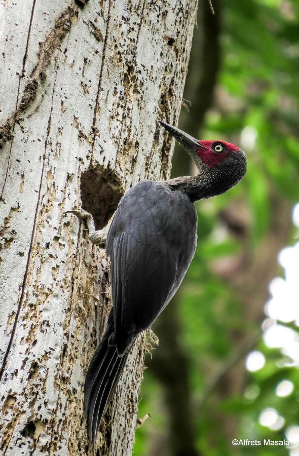 Tangkoko Ranger Homestay Bitung Eksteriør billede