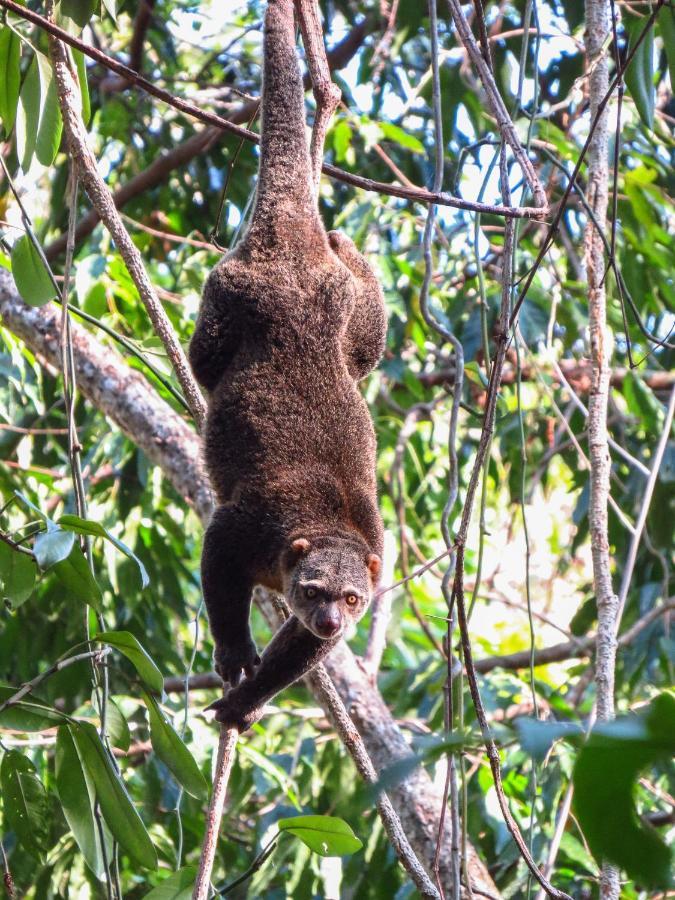 Tangkoko Ranger Homestay Bitung Eksteriør billede